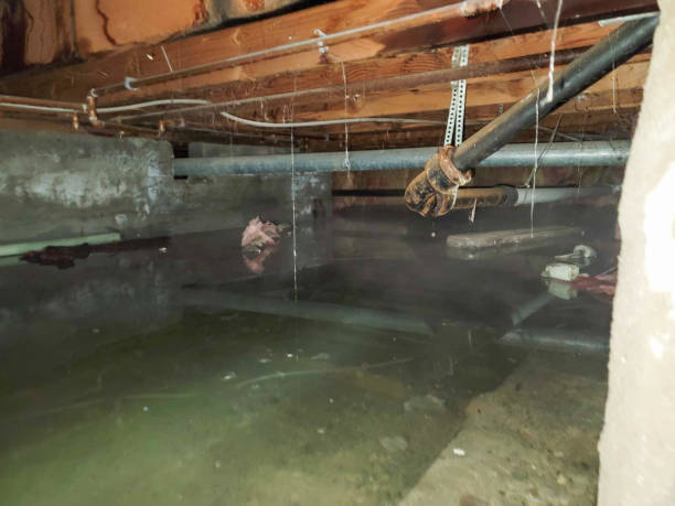 Best Carpet water damage restoration  in Briar, TX